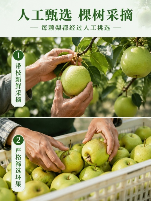 [第6屏] 品质保障屏-青皮皇冠梨人工筛选采摘过程展示。
[氛围/风格] 真实自然纪实风，突出人工甄选的品质感。
[元素布局] 画面上半部分展示果农双手在果园采摘成熟皇冠梨的场景，下半部分展示挑选分级预览效果