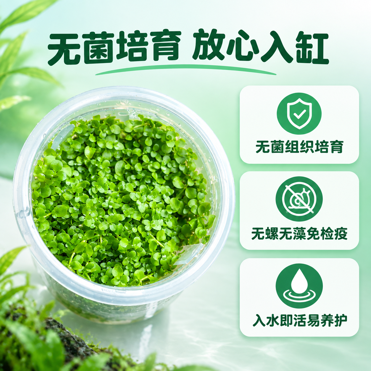 [主图-2] 核心卖点 无菌培育技术 无螺无藻 入水即活 [统… - 图片创意预览