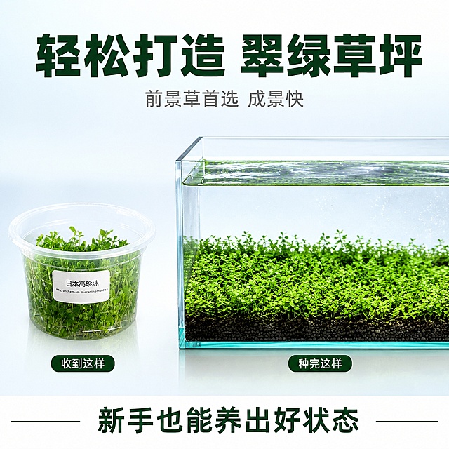 [主图-4] 日本高珍珠水草造景场景图 鱼缸使用场景 白底渐变
[氛围风格] 清新自然 水族造景氛围 真实使用场景 干净高级
[画质] 商业摄影质感 光线通透 水草翠绿 画面清晰 超高清
[元素] 画面下方展示一个简洁透明玻璃鱼缸局部 缸内底部种植日本高珍珠水草形成翠绿草坪 前景草状态佳 鱼缸内水质清澈 有轻微气泡 背景为渐变白色到浅蓝 上方留白放文案 左侧放置无菌杯产品图 展示产品与成景效果对比 保持水草形态颜色与产品图一致 场景真实自然
[光影] 顶部模拟水族灯柔和光线 水草叶片受光翠绿通透 水面有轻微反光 整体光线明亮清新
[配色] 主色翠绿 辅色浅蓝水色 背景白渐变浅蓝 文字深绿与白色
[视角构图] 平视略微俯视角度 鱼缸在画面下半部分 上半部分留白 左侧产品杯 右侧造景效果 左右对比构图
[文字版式] 顶部居中主标题"轻松打造 翠绿草坪" 深绿色粗体大字 下方副标题"前景草首选 成景快" 浅灰色 左下角产品杯旁标注"收到这样" 右下角鱼缸旁标注"种完这样" 白色字深绿底小标签 底部通栏写"新手也能养出好状态" 居中 深绿色
[输出要求] 1:1比例 文字清晰锐利 超高清商业摄影质感
[负向提示词] 变形 文字错乱 模糊 背景杂乱 水印 平台Logo 鱼 杂物
