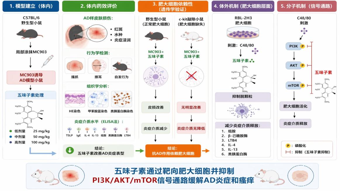 将提供的五味子素抗特应性皮炎机制图全部转换为全中文版，保留原有的全部模块布局、实验流程、结构式和配色不变，所有英文文字翻译为规范中文：
1. 模块标题改为：1. 模型建立（体内）、2. 体内药效评价、预览效果