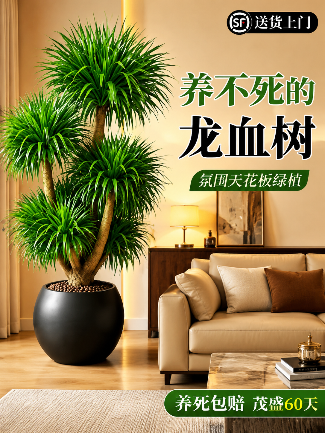 淘宝天猫电商主图，3:4竖版，大型多头龙血树盆栽绿植，黑色球形… - 图片创意预览