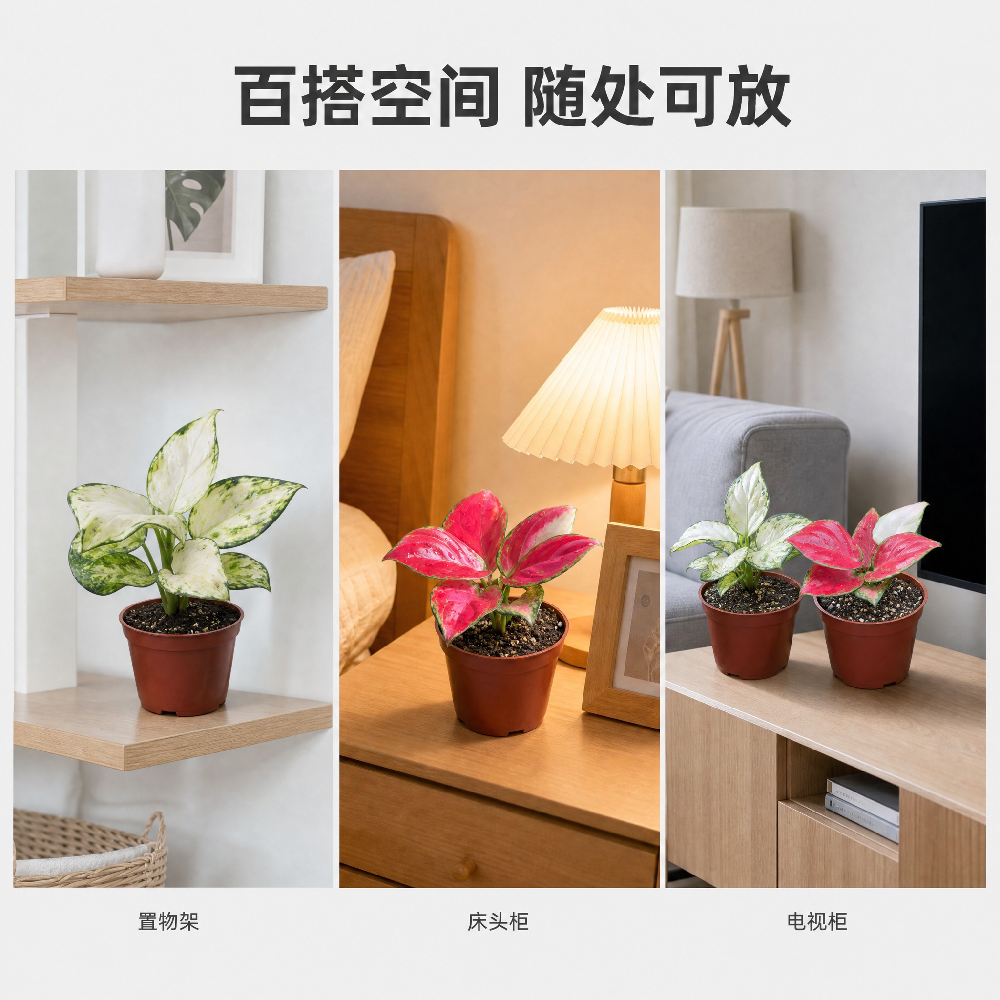 [主图-9] 多场景适配展示图，唯一任务：展示粗肋草在不同家居… - 图片创意预览
