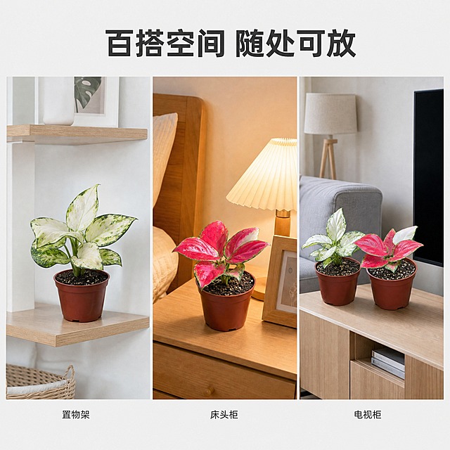 [主图-9] 多场景适配展示图，唯一任务：展示粗肋草在不同家居空间的摆放效果，体现产品的广泛适配性，激发用户的场景联想。
[统一基调] 真实高级家居质感，画面采用三宫格小窗布局，每个小窗展示一个不同场景，整体统一协调。
[画面] 画面采用三等分横向三宫格布局，三个场景小窗并排展示，窗与窗之间有细白色分隔线。左窗：白如意粗肋草摆放在北欧风白色置物架上，背景为白色墙面与原木层板，清新简约。中窗：红宝石粗肋草摆放在卧室床头柜上，旁边有暖色台灯与相框，温馨舒适。右窗：两盆粗肋草组合摆放在客厅电视柜旁，背景为浅灰色沙发与落地灯，大气高级。每个小窗中的植物都清晰可辨，保持真实外观与棕红色育苗盆。三个场景风格统一为现代简约家居风，光线都是柔和自然光。
[光影质感] 每个场景都有自然柔和的室内光线，光影真实。左窗偏冷调清新，中窗偏暖调温馨，右窗偏中性高级，整体色调和谐统一。
[配色] 整体以白、木、灰为主色调，植物的白绿与红粉作为点缀亮色；三个场景色彩协调，不突兀。
[文字版式] 画面顶部居中放置大标题「百搭空间 随处可放」，深灰色无衬线粗体。每个小窗下方标注场景名称：「置物架」「床头柜」「电视柜」，小号深灰色细体字。
[输出要求] 1:1正方形比例，2K高清分辨率，每个小窗中的植物都清晰真实，场景自然。负向：植物变形、场景虚假、分割线不均、文字模糊、水印、错字。