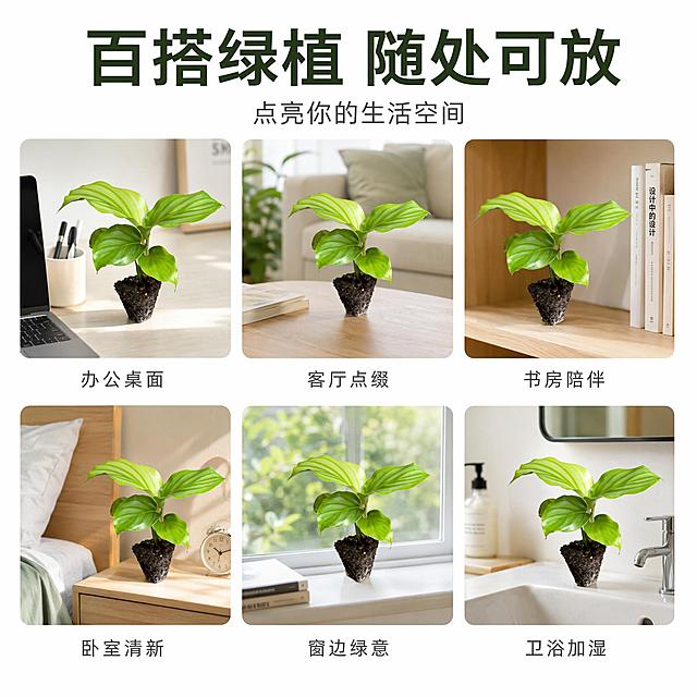 电商主图第五张 青苹果竹芋苗多场景宫格展示图。白底背景，顶部居中主标题大字写“百搭绿植 随处可放”，下方小字写“点亮你的生活空间”。下方两排共六个方形小图宫格排列，每个小图内都是青苹果竹芋苗放在不同家居场景中：第一排左为办公桌场景配文“办公桌面”，中为客厅茶几场景配文“客厅点缀”，右为书房书架场景配文“书房陪伴”；第二排左为卧室床头柜场景配文“卧室清新”，中为窗台场景配文“窗边绿意”，右为卫生间洗手台场景配文“卫浴加湿”。每个小图内竹芋苗形态一致，场景光线自然。整体风格清新统一，文字标注清晰。保持竹芋苗外观与输入图一致。1:1比例，2K高清。