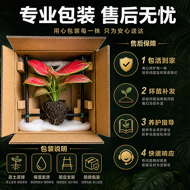[主图-10] 发货包装与售后保障图 打消购买顾虑促进转化
[统一基调] 黑化雨林暗调风格 深墨绿近黑背景 点缀朦胧雨林叶片剪影 暖金色聚光打亮植物 标题用白色粗体无衬线字 辅助文案用浅金色 整体神秘高级 商业植物摄影质感
[画面] 画面左侧是打开的快递包装盒 里面有固定好的红宝石小苗 带原土球 有保湿棉和固定支架 展示专业包装 右侧是四个售后保障图标 背景深墨绿 底部有雨林叶影装饰 整体给人安心靠谱的感觉
[光影质感] 包装盒内植物受暖光照射 清晰可见 包装材料质感真实 右侧图标区平光 整体暗调氛围
[配色] 主色深墨绿 辅色暖金色 图标用浅绿色和金色 标题白色 说明文字浅灰
[文字版式] 顶部大标题 专业包装 售后无忧 下方左侧包装说明 原土原球 保湿发货 固定支架 防损包装 右侧售后保障 1 包活到家 2 坏苗补发 3 养护指导 4 快速响应
[输出要求] 1:1正方形 2048px 包装真实 信息清晰 无变形 无错字 无水印 无平台Logo 不使用绝对化用语