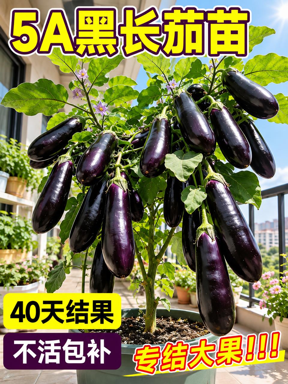 淘宝天猫电商主图，3:4竖版，5A黑长茄苗盆栽，挂满紫黑色大茄… - 图片创意预览