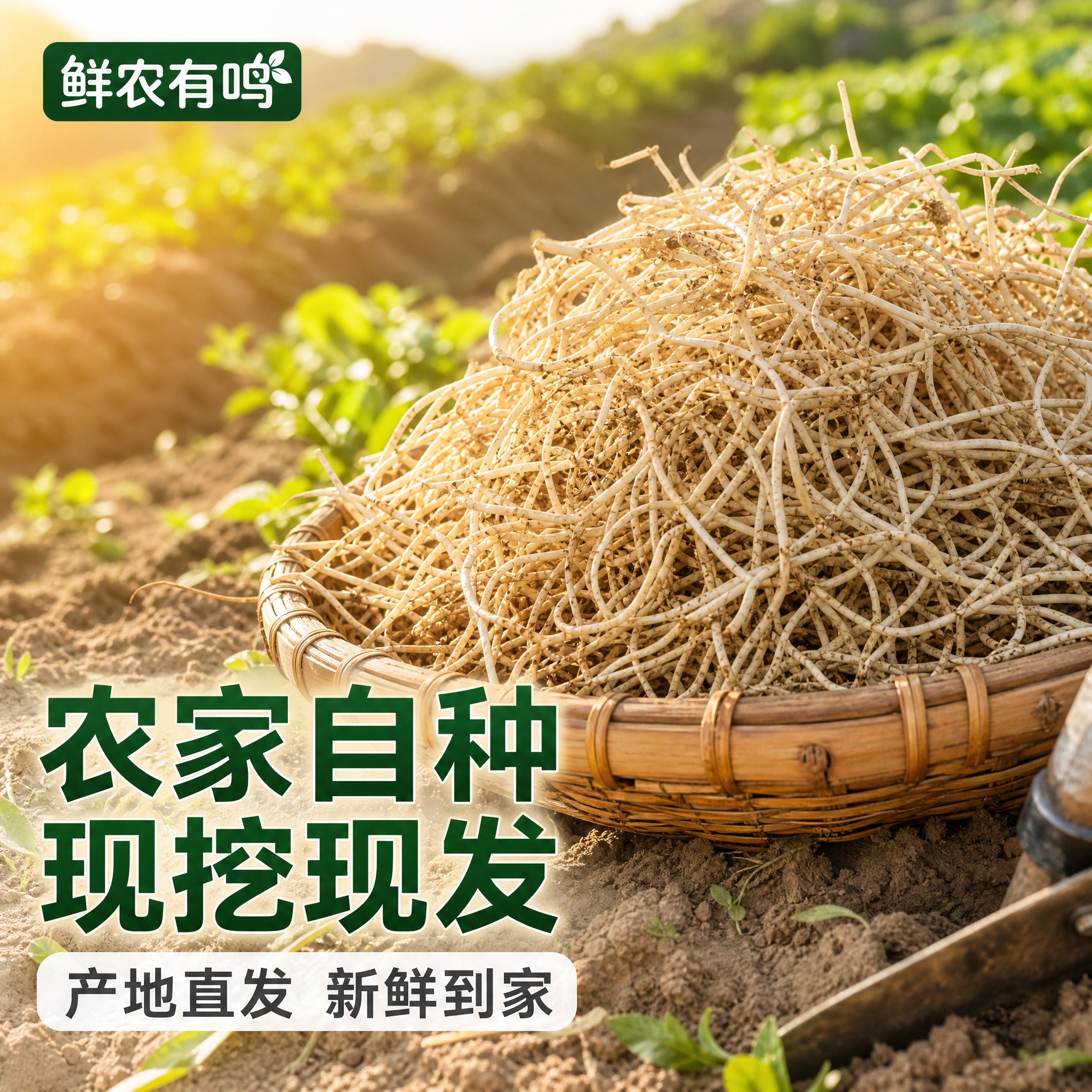 [主图-2] 折耳根 鱼腥草 产地溯源 农家自种现挖。 [统一… - 图片创意预览