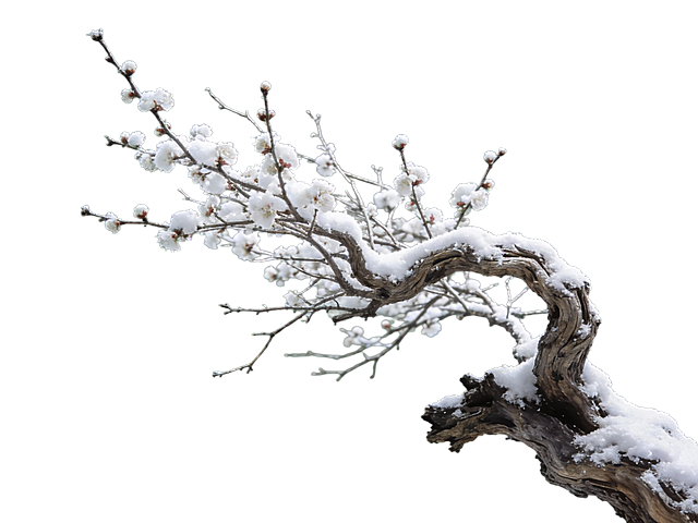 写实摄影，一丛微微落雪的梅花枯枝从画面右侧伸出，生长向画面左上角，枯枝茂密，大部分纤细，下侧有部分较粗有对比，枝桠折，充满中式禅意。梅花特征明显，树枝完整无裁切，抠出后放在纯绿色背景上