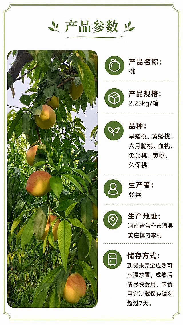 [第6屏] 产品参数信息展示。左侧图片替换为您上传的桃园枝头挂果实拍图【image2】，保持右侧文字参数不变。本屏沿用整体自然生态设计风格。
[氛围/风格] 干净清晰信息版式，真实挂果实景背景，符合整体设计调性。
[元素布局] 左侧展示您上传的桃园枝头挂果实拍图，占比约48%；右侧为完整参数信息，分条整齐排列，保留桃子原有形状、颜色、挂枝结构与输入实拍图一致。
[光影质感] 均匀柔和布光，实景和文字都清晰可读，保留实拍自然光影。
[配色色系] 全局底色 #FFFFFF；主色深棕色文字，深绿色圆形图标；辅助色浅绿色边框，和整套详情页保持配色一致。
[视角构图] 左实景右信息，左右分栏构图，阅读动线清晰。
[文字版式] 顶部绿色装饰标题写「产品参数」，右侧参数依次列出：产品名称：桃，产品规格：2.25kg/箱，品种：早蟠桃、黄蟠桃、六月脆桃、血桃、尖尖桃、黄桃、久保桃，生产者：张兵，生产地址：河南省焦作市温县黄庄镇刁李村，储存方式：到货未完全成熟可室温放置，成熟后请尽快食用，未食用完冷藏保存请勿超过7天。图标、字体风格、字色均保持与整套详情页一致，文字大小适配手机阅读。
[比例分辨率] 9:16 竖版比例，宽度1080px，高度1920px，4K分辨率，文字清晰可辨，高清画质。
[负向提示词] 桃子变形，参数文字错乱，文字过小，排版拥挤，颜色偏差，背景模糊。