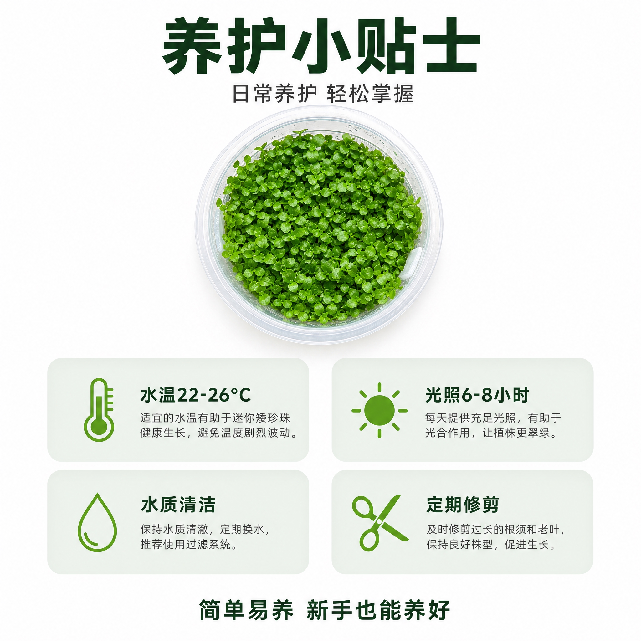 [主图-10] 迷你矮珍珠养护小贴士总结图，日常养护要点汇总。… - 图片创意预览