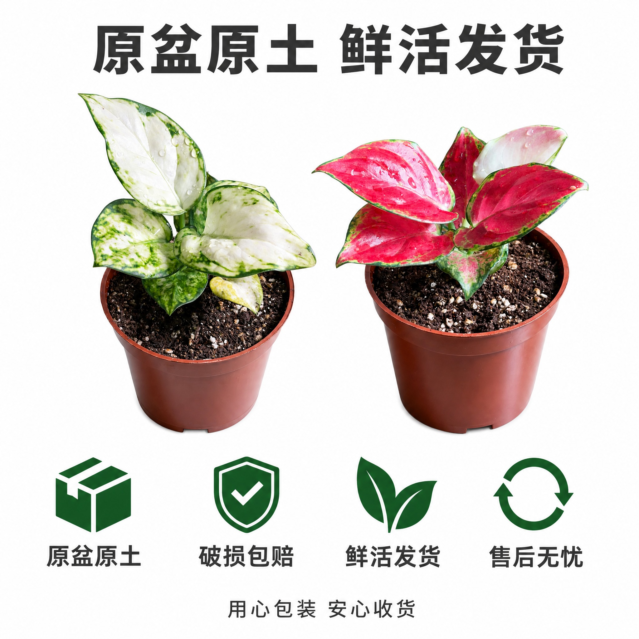 [主图-10] 原盆原土发货 包装与服务保障 决策转化图 [统… - 图片创意预览