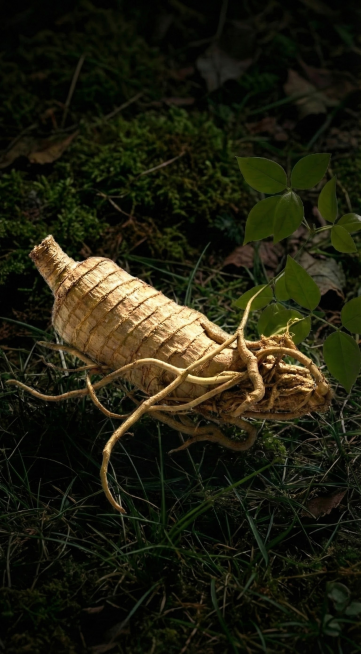 把葛根下边的碗去掉，葛根局部提亮预览效果