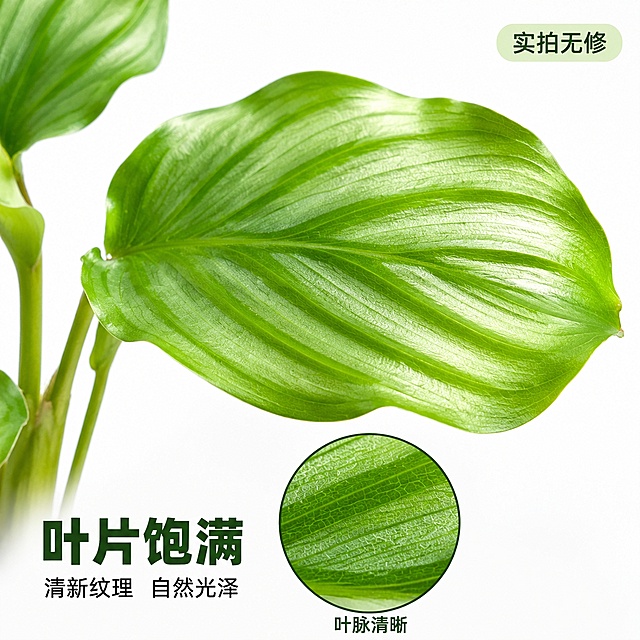 [主图-3] 青苹果竹芋苗叶片细节 清新纹理质感。
[氛围风格] 微距质感 白底高级感 真实植物细节摄影。
[画质] 商业微距摄影质感 光线柔和通透 叶片纹理极致清晰 画面干净高级 超高清细节。
[元素] 画面主体为青苹果竹芋苗的叶片特写 放大展示叶片表面的细腻纹理与清晰叶脉 叶片翠绿有光泽 边缘波浪形自然卷曲 背景为纯净白色 旁边保留一小部分植株茎干作为参照 商品主体占比约75%。保持青苹果竹芋叶片外观与输入产品图绝对一致 杜绝任何变形和色差 精细化处理叶片表面光泽 叶脉纹理 叶缘细节。
[光影] 侧上方柔光照射 叶片表面形成柔和高光带 叶脉凹陷处有自然阴影 突出叶片立体感与肌理感 光线均匀通透 色彩还原真实。
[配色] 主色多层次翠绿 背景纯白 文字深墨绿。
[视角构图] 微距平视角度 叶片占据画面主要区域 略微倾斜增加动感 右侧和下方留白。
[文字版式] 左下角文字排版 主标题 叶片饱满 深墨绿色大号粗体 副标题 清新纹理 自然光泽 小号黑色 旁边一个圆形放大透镜框 框内展示叶片叶脉的极致微距细节 透镜下方标注 叶脉清晰 深绿色文字 右上角小标签 实拍无修 浅绿底深绿字。
[输出要求] 1:1比例 文字清晰可辨 超高清商业微距摄影质感。
[负向提示词] 变形 文字错乱 产品模糊 背景杂乱 水印 电商平台Logo 人手 花盆 病虫害。