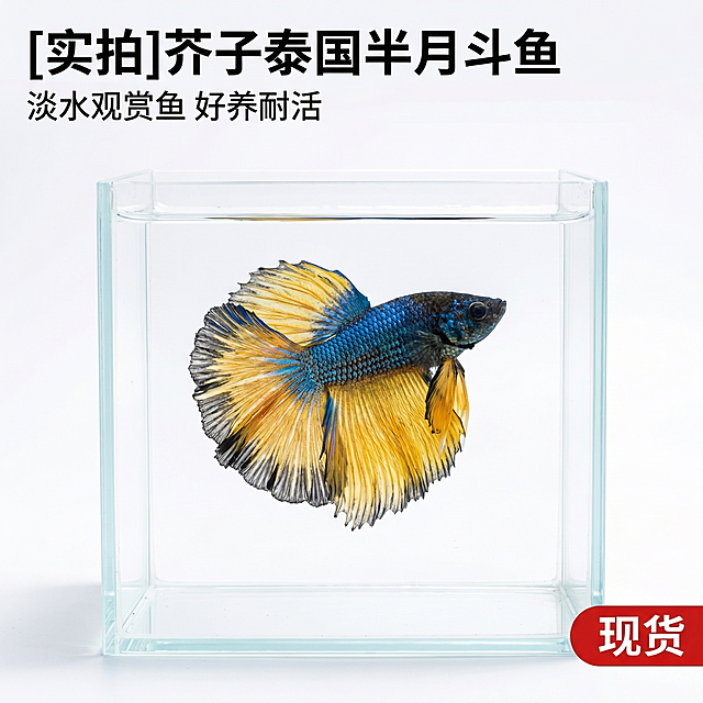 [主图 1] 芥子泰国斗鱼首图
[氛围风格] 通透水族原生风，真实干净，拼多多高点击
[画面元素] 商业摄影质感，光线从侧方打光，通透清澈，产品清晰真实，画面干净透亮。芥子斗鱼在方形超白玻璃鱼缸中游动，完整展现全身和半月尾鳍，保留原生黑蓝黄自然发色，鱼缸背景是纯白背景，水面清澈透亮，无边框满铺，突出斗鱼本身
[配色色系] 纯白色缸背景，突出斗鱼本身蓝黄黑艳丽色彩
[视角构图] 侧面平视，斗鱼完整居中展示，景深适中
[文字版式] 左上角主标题 "[实拍]芥子泰国半月斗鱼" 黑色粗体，下方小字 "淡水观赏鱼 好养耐活"，右下角红色标签 "现货" 白色字，全部不遮挡斗鱼
[比例分辨率] 1:1 比例，2k 分辨率，文字清晰可辨，超高清
[负向提示词] 变形，水印，文字错乱，鱼缸脏污，背景杂乱，遮挡主体