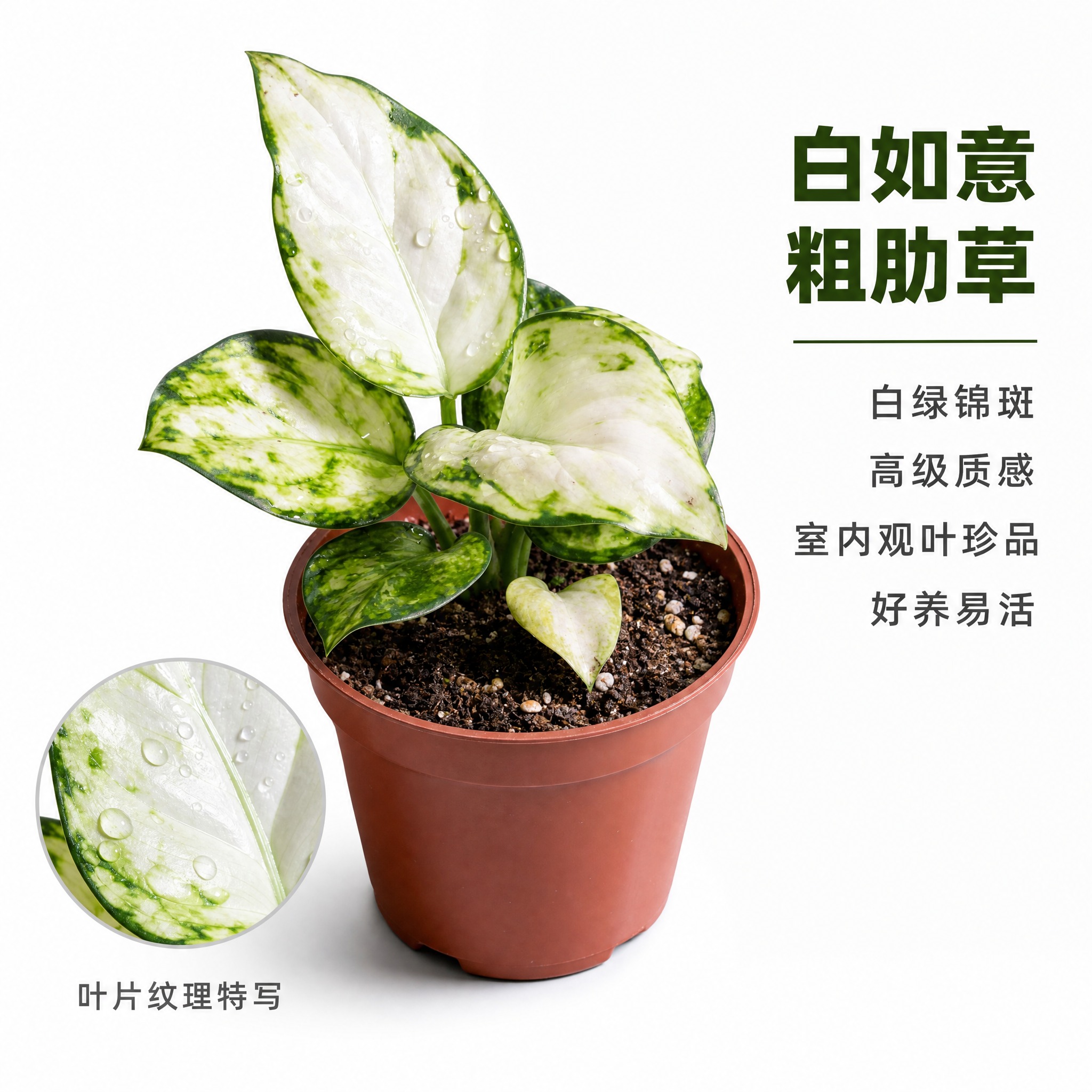 [主图-2] 白如意粗肋草单品特写 叶片纹理细节展示 白色背景… - 图片创意预览