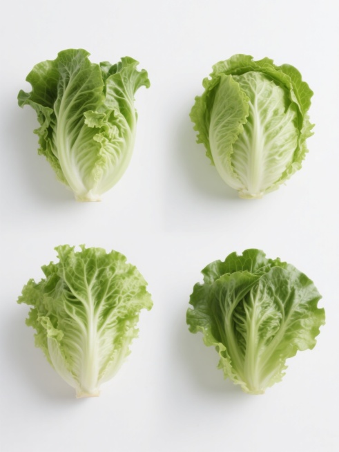 一组4个完全不同造型的生菜元素系列素材集合，保持高清晰写实摄影风格，纯净白色纯色背景，每个生菜均呈现新鲜饱满的质感，叶片纹理清晰可见，绿色色调自然和谐，光影柔和立体感强，整体采用规整的网格状排布，构图平衡对称，确保每个生菜造型独特且细节丰富，适合作为设计素材使用。预览效果