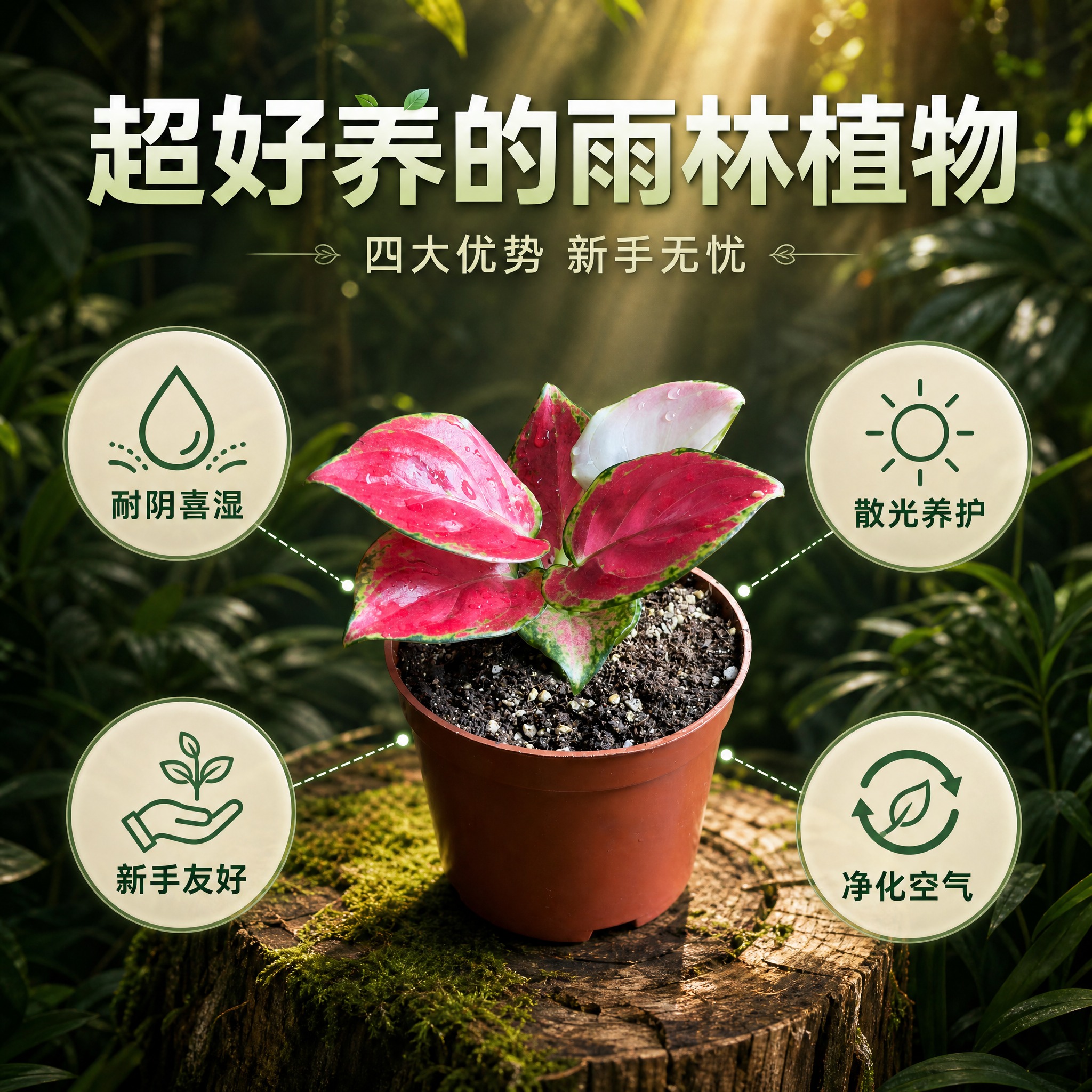[主图-5] 养护卖点信息图，主题：粗肋草好养易活四大优势，用… - 图片创意预览