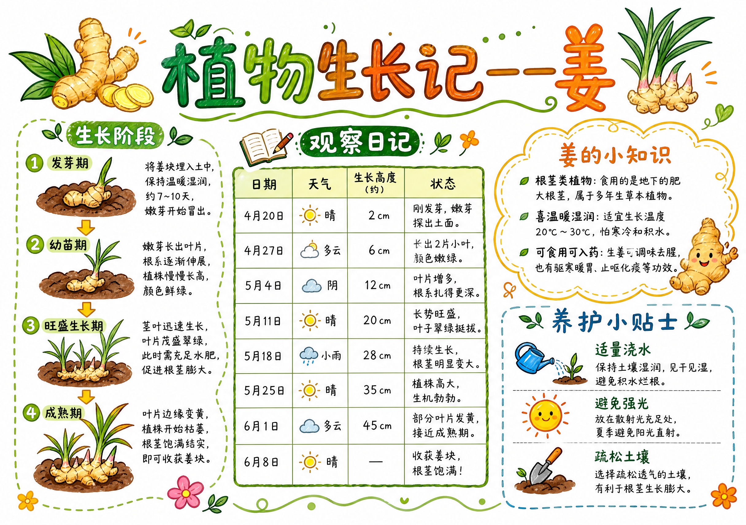 一张A4横版手抄报，主题为「植物生长记——姜」，白底马克笔手绘… - 图片创意预览