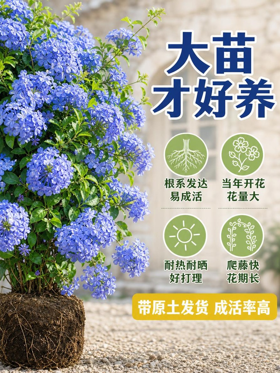 [主图-2] 爬藤蓝雪花生长优势与养护卖点图，展示大苗优势和易… - 图片创意预览