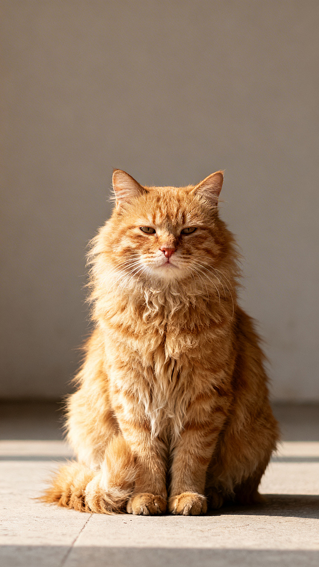 一只坐着的、带着发呆表情的橘猫全身照，写实照片风格