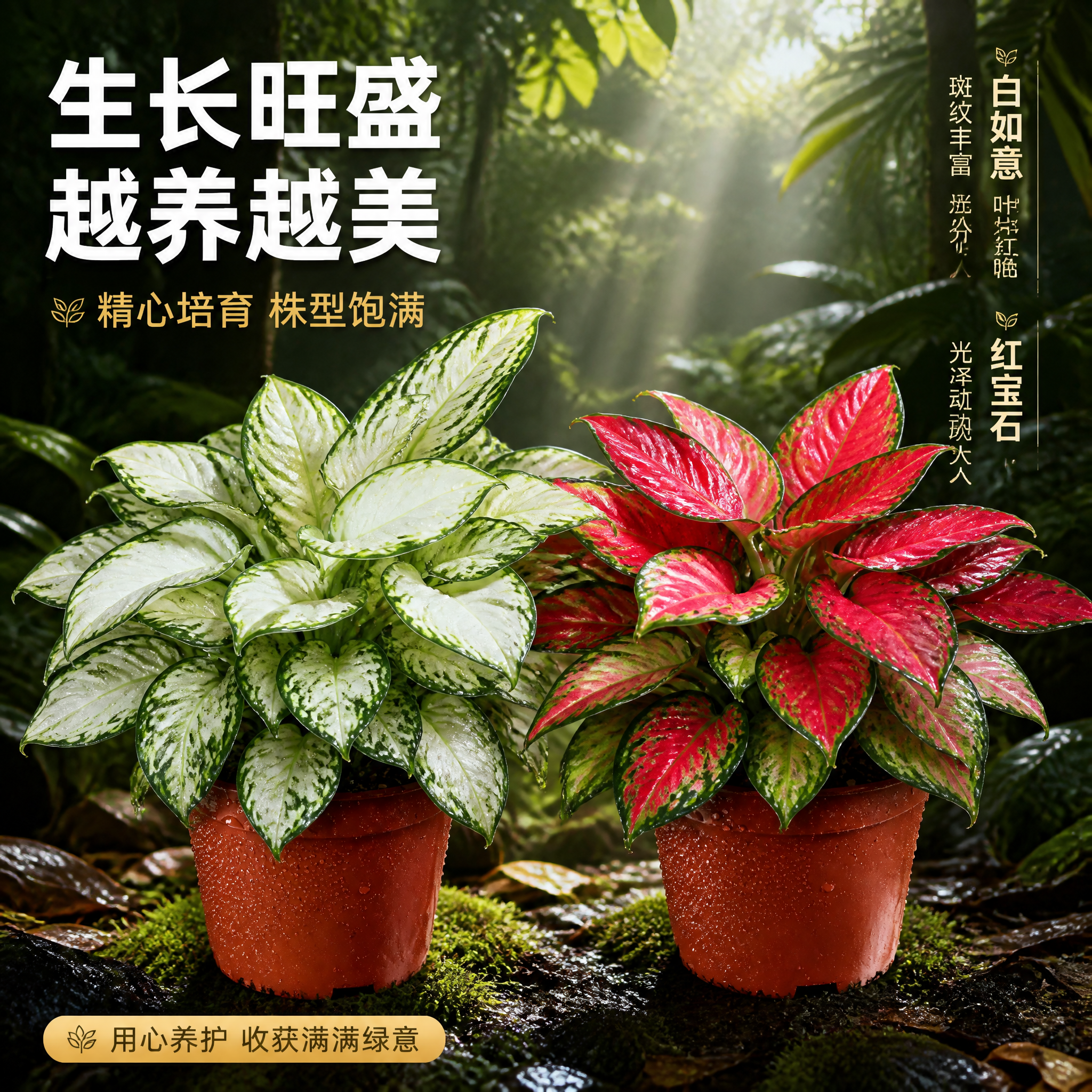 [主图-9] 粗肋草生长状态展示 爆盆效果主图 [统一基调]… - 图片创意预览