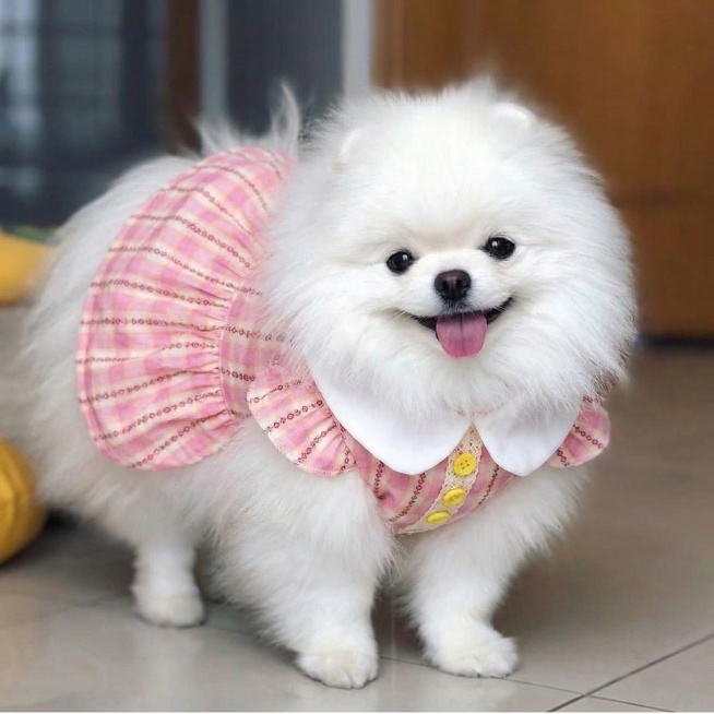 让图二的狗狗穿上图一的衣服预览效果