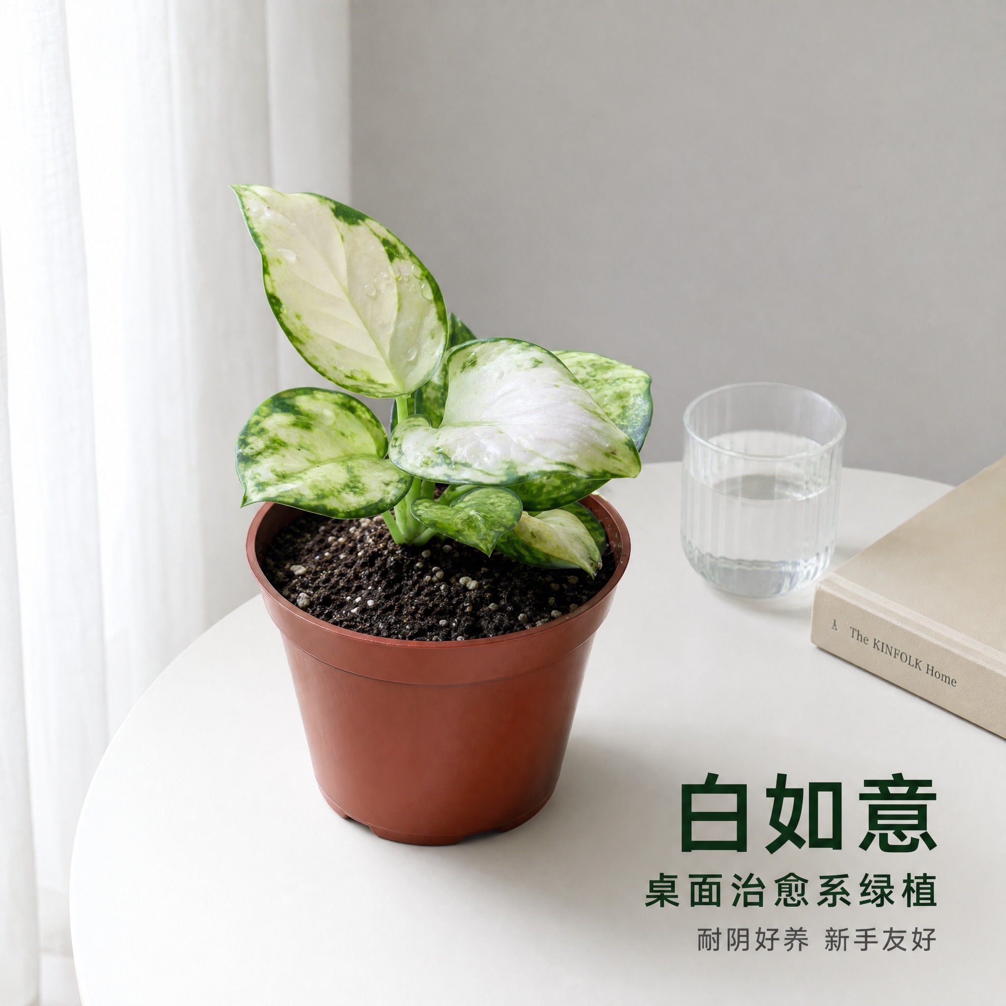 [主图-6] 白如意粗肋草 桌面场景图 展示居家摆放效果 [统… - 图片创意预览