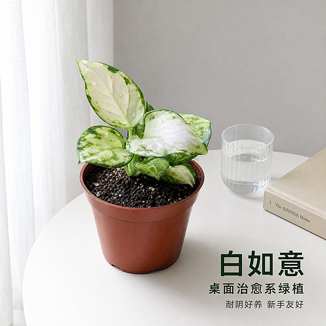 [主图-6] 白如意粗肋草 桌面场景图 展示居家摆放效果
[统一基调] 国内电商1:1主图 白色极简桌面场景 商业摄影级真实质感 自然窗边柔光 字体用简洁无衬线黑体 标题深绿 辅助字深灰 整体干净高级 温馨居家感
[画面] 白如意粗肋草盆栽放置在白色哑光桌面靠后位置 主体占比约55% 45°平视视角 左侧窗边有柔和自然光投入 桌面上搭配一本浅米色精装书和一个透明玻璃杯作为陪衬 背景是浅灰色墙面与白色纱帘 营造极简北欧风居家氛围 花盆底部有真实接触阴影 叶片水珠自然 画面右下角留白放标题与卖点
[光影质感] 真实居家自然光质感 主光来自左侧窗边 柔和漫射 叶片有自然明暗层次 桌面有柔和反光 整体温暖通透 无硬阴影
[配色] 背景浅灰墙+白纱帘 桌面白色哑光 叶片白绿 花盆棕红 标题字深墨绿 辅助字深灰色 整体低饱和高级感
[文字版式] 右下角横排主标题 白如意 桌面治愈系绿植 下方两行小字 耐阴好养 新手友好 文字均为无衬线黑体 主标题加粗 辅助字缩小55% 不遮挡主体
[输出要求] 1:1正方形 2048px 2K清晰度 场景自然真实 产品融入感强 无变形 无错字 无水印 无平台Logo