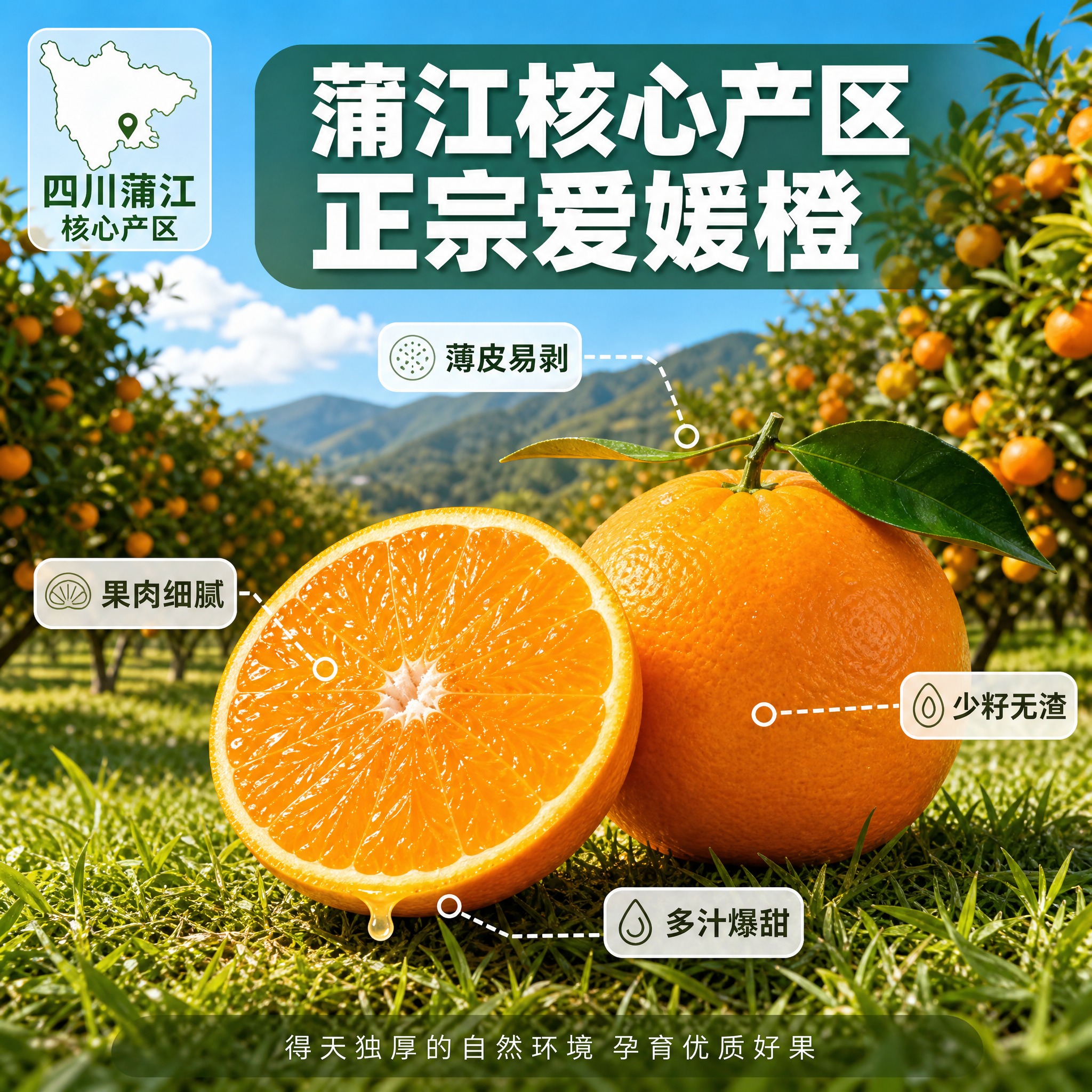 [主图-2] 四川蒲江爱媛橙 核心亮点与产地溯源 信任背书。… - 图片创意预览