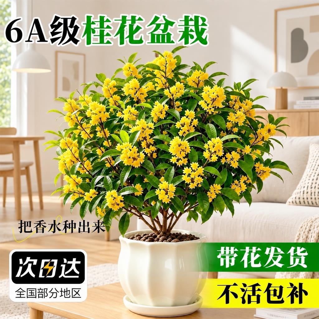将背景替换为北欧风室内场景，背景中不要出现绿植，保持桂花盆栽主… - 图片创意预览