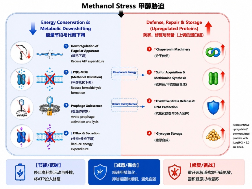 按照要求最终修改学术示意图：1.精简文字：主图每个板块只保留机制全称和核心生理效应，精简描述；底部三个总结框改为精炼口号：左框（蓝色）：【节能/低碳】停止高耗能运动与外排，将ATP投入修复；中框（深蓝预览效果