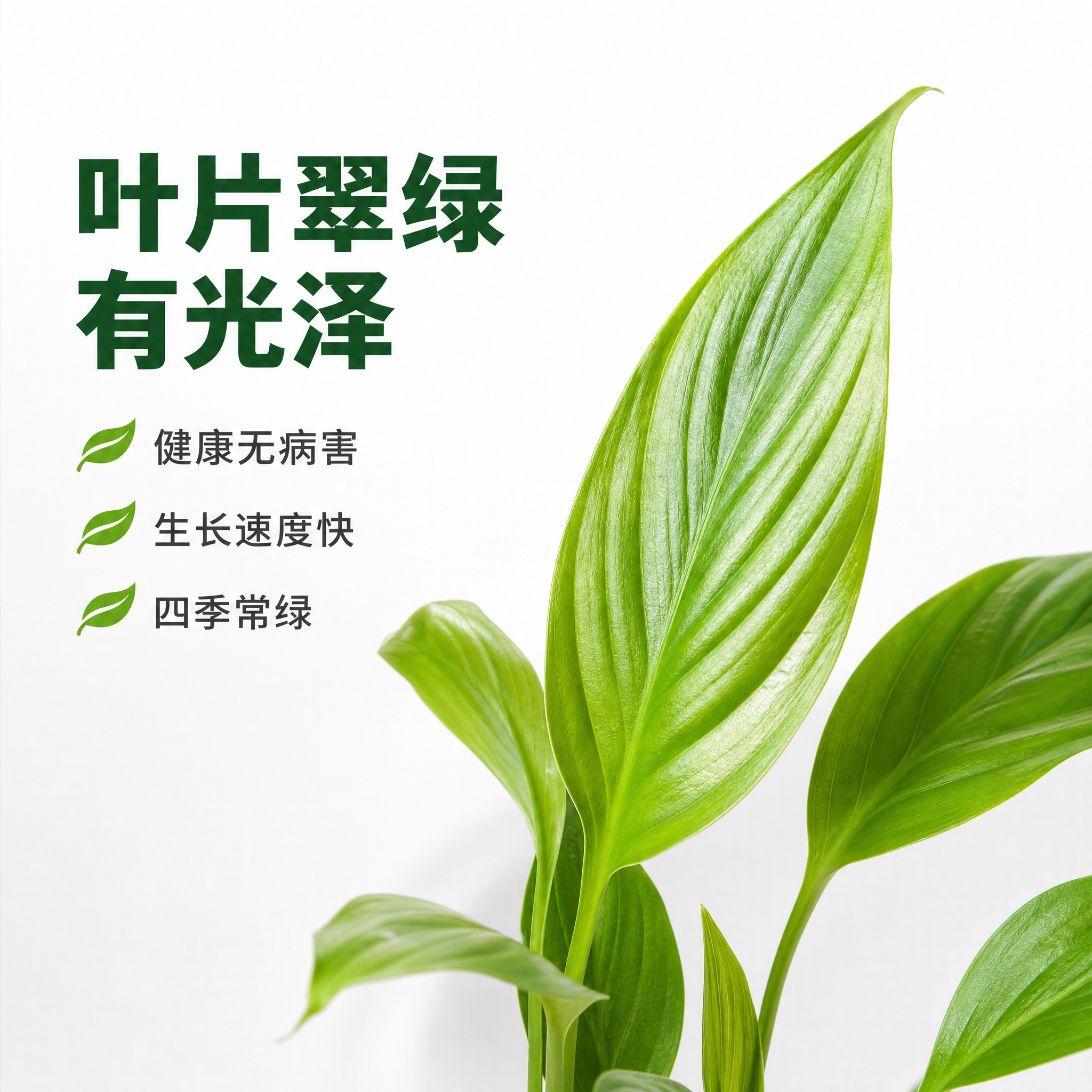 [主图-3] 美酒白掌叶片细节特写图，白色背景，展示叶片翠绿光… - 图片创意预览