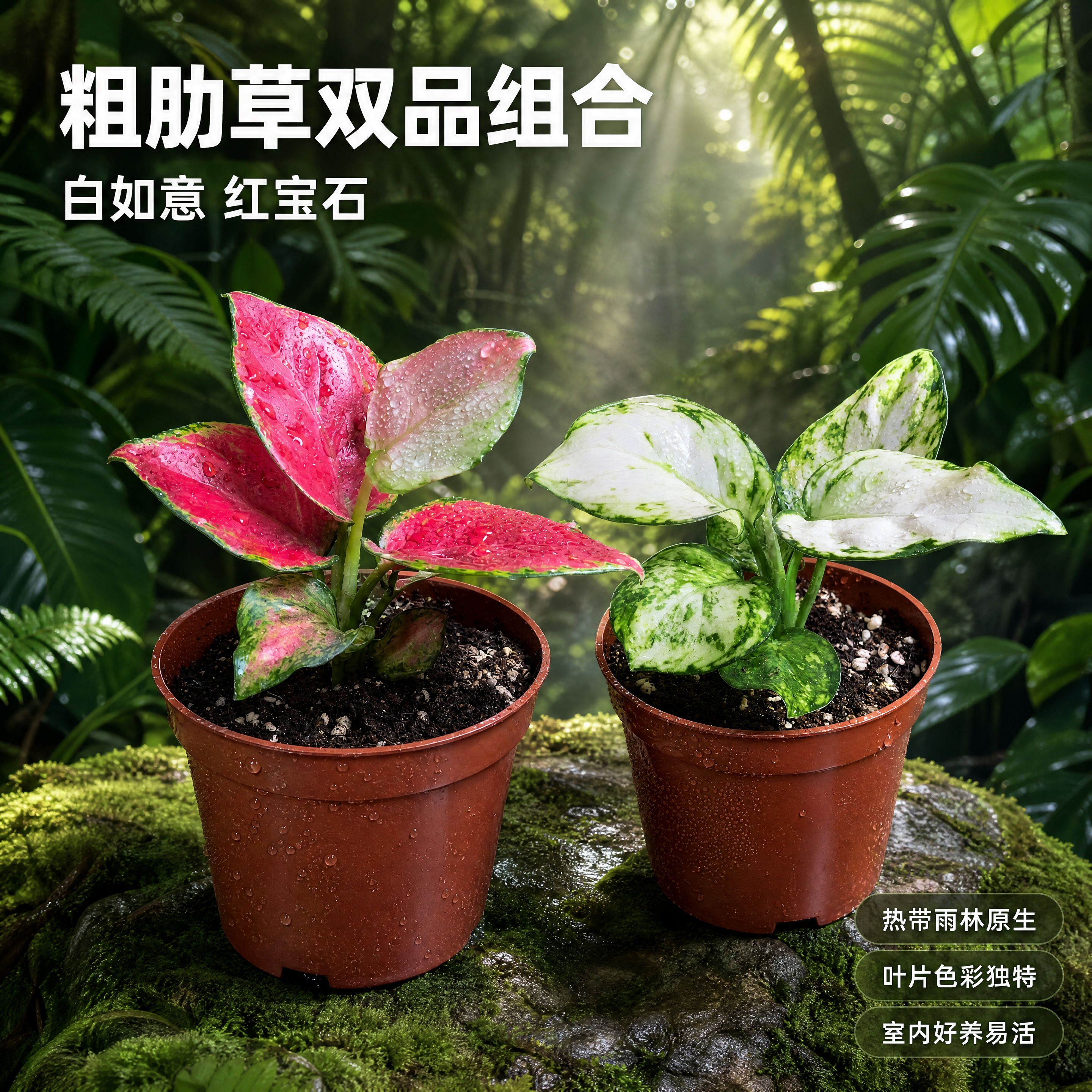 [主图-1] 白如意粗肋草与红宝石粗肋草两款盆栽 热带雨林氛围… - 图片创意预览