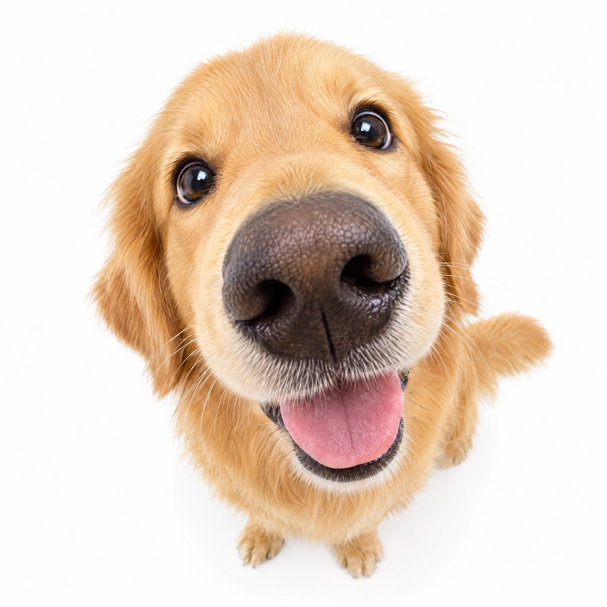 金毛犬，THE DOG大头狗风格，俯视广角拍摄角度，鼻子夸张放… - 图片创意预览