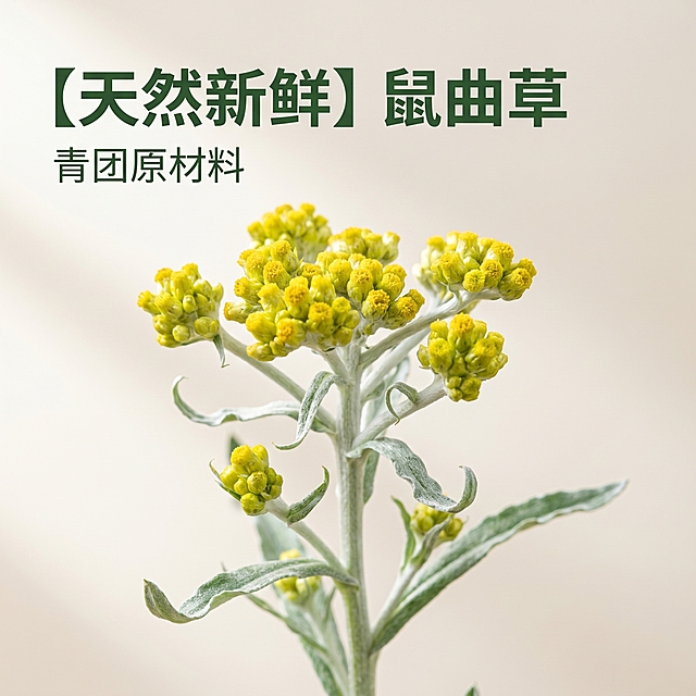 [主图 1] 新鲜鼠曲草首图，天然青团原材料展示
[氛围风格] 简洁大气自然风
[画质] 商业摄影质感，光线柔和通透，产品清晰真实，画面干净高级
[元素] 新鲜鼠曲草花茎整株居中摆放，鼠曲草枝条舒展自然，叶片翠绿黄花明艳；浅米色干净背景，商品主体占比约70%，保持鼠曲草外观和颜色与原图绝对一致，杜绝变形和色差，精细化处理细节，画面满屏无边框
[光影] 自然光从左侧照射，柔和均匀漫反射，突出植物新鲜质感，明暗层次清晰，暗部保留细节
[配色] 主色调为自然绿色和淡黄色，浅米背景衬托主体，清新自然
[视角构图] 平视拍摄，主体居中，景深适中，产品完整不裁切
[文字版式] 左上负空间左对齐留安全边距，主标题“【天然新鲜】鼠曲草”深绿色粗体无衬线最大号；副标题“青团原材料”约半高同色系，文字清晰不遮挡主体
[比例分辨率] 1:1比例，2k分辨率，文字清晰锐利，画面超高清
[负向提示词] 变形，水印，文字错乱，产品模糊，背景杂乱，颜色偏差