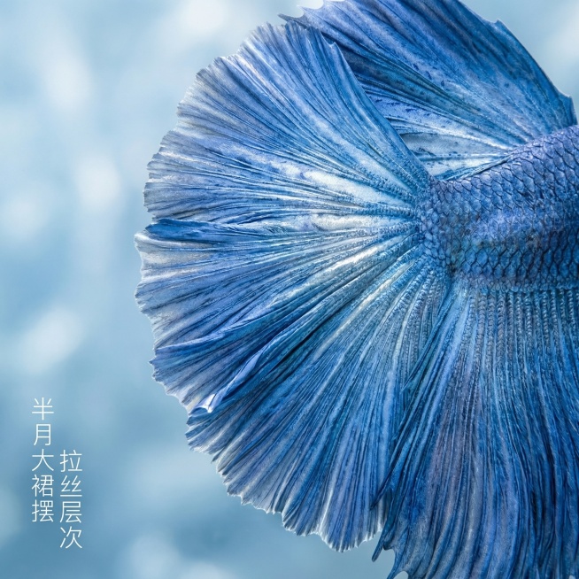[主图 2] 
[主图主题] 泰国斗鱼大蓝袍尾鳍展示
[氛围/风格] 专业微距摄影，细腻质感，水下朦胧氛围感
[画面元素] 保持这只泰国斗鱼半月大蓝袍的外形和颜色完全不变，微距特写展示展开的大蓝袍尾鳍预览效果
