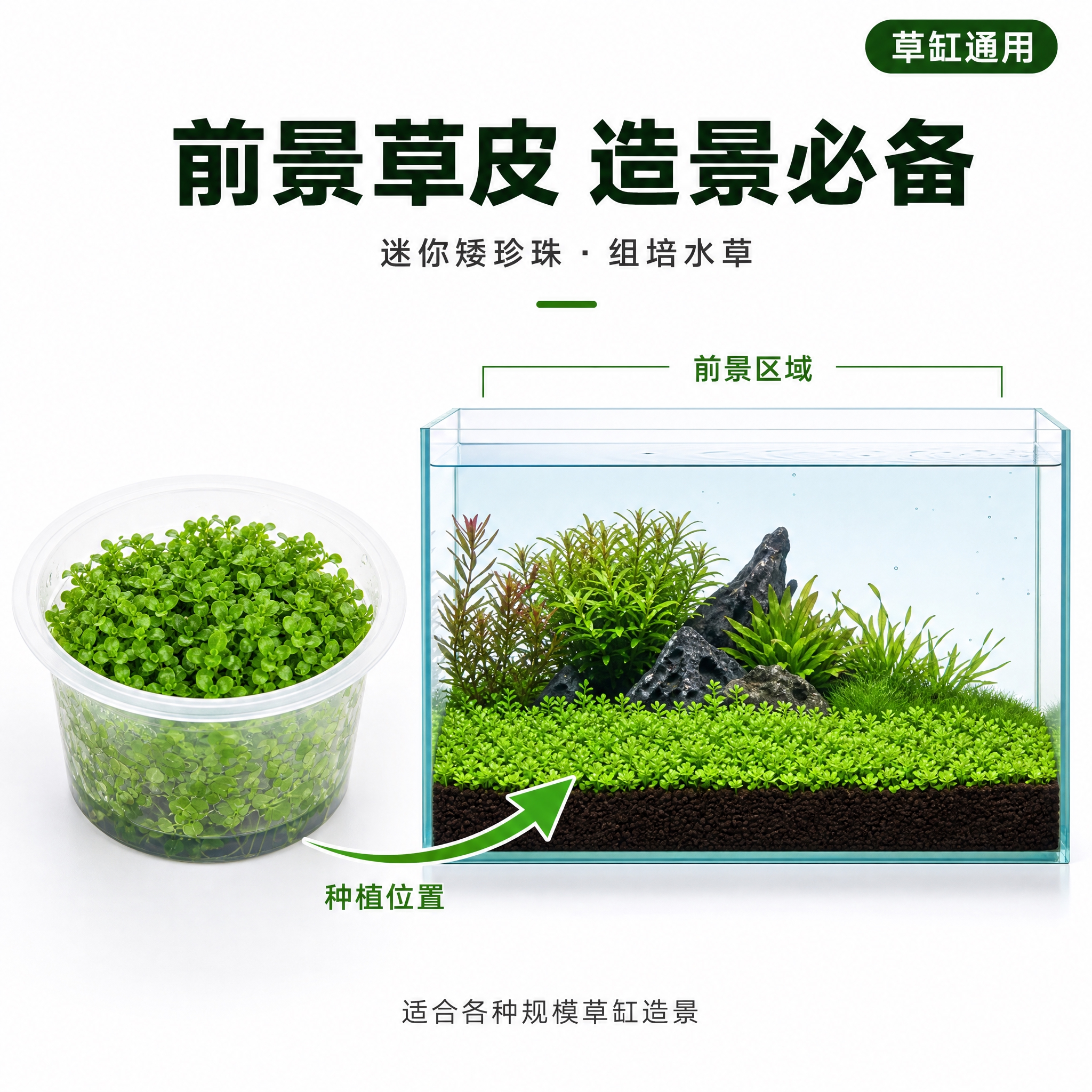 [主图-9] 迷你矮珍珠适用场景展示，草缸造景应用示意图。 [… - 图片创意预览