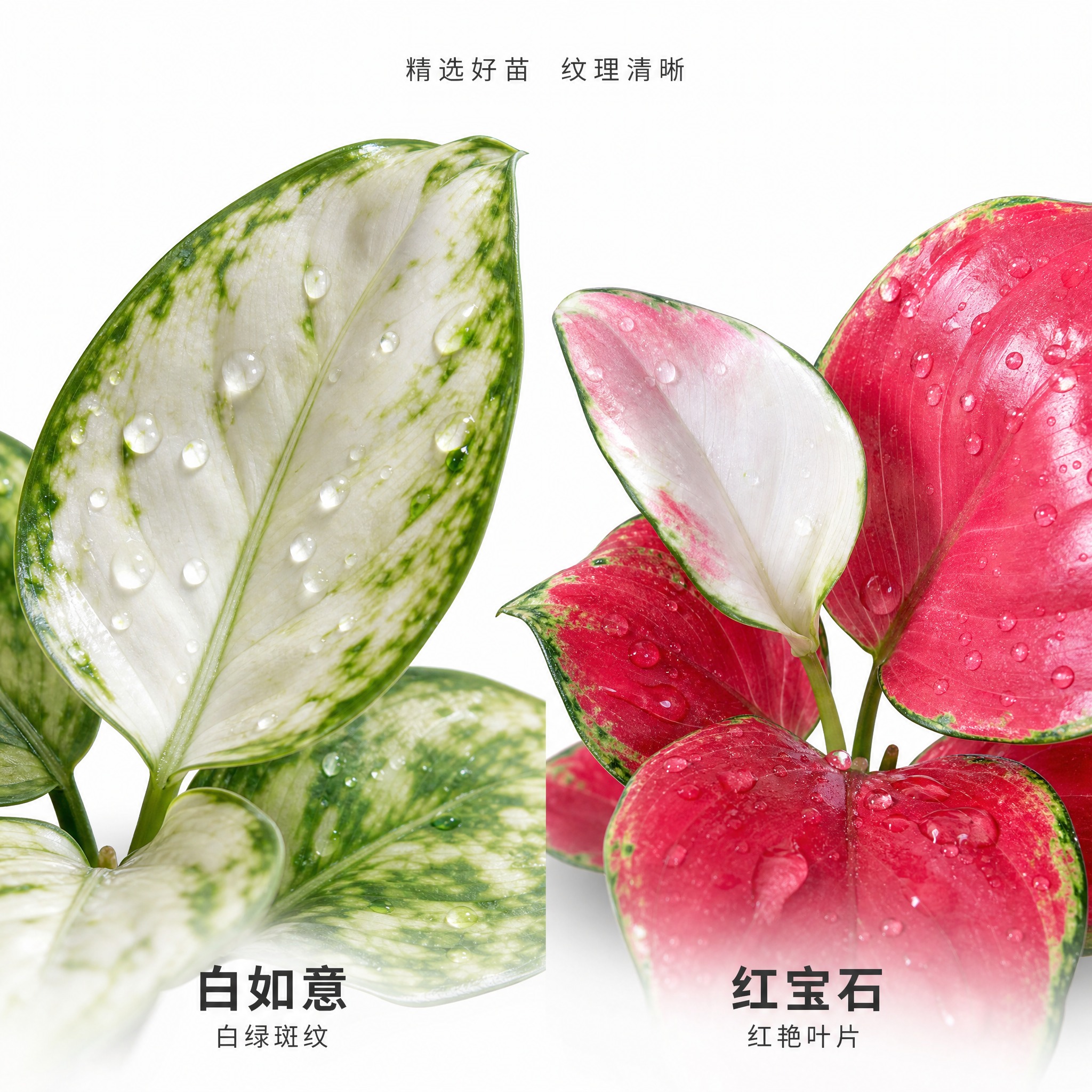 [主图-4] 叶片细节特写图，白如意与红宝石叶片纹理对比，白色… - 图片创意预览