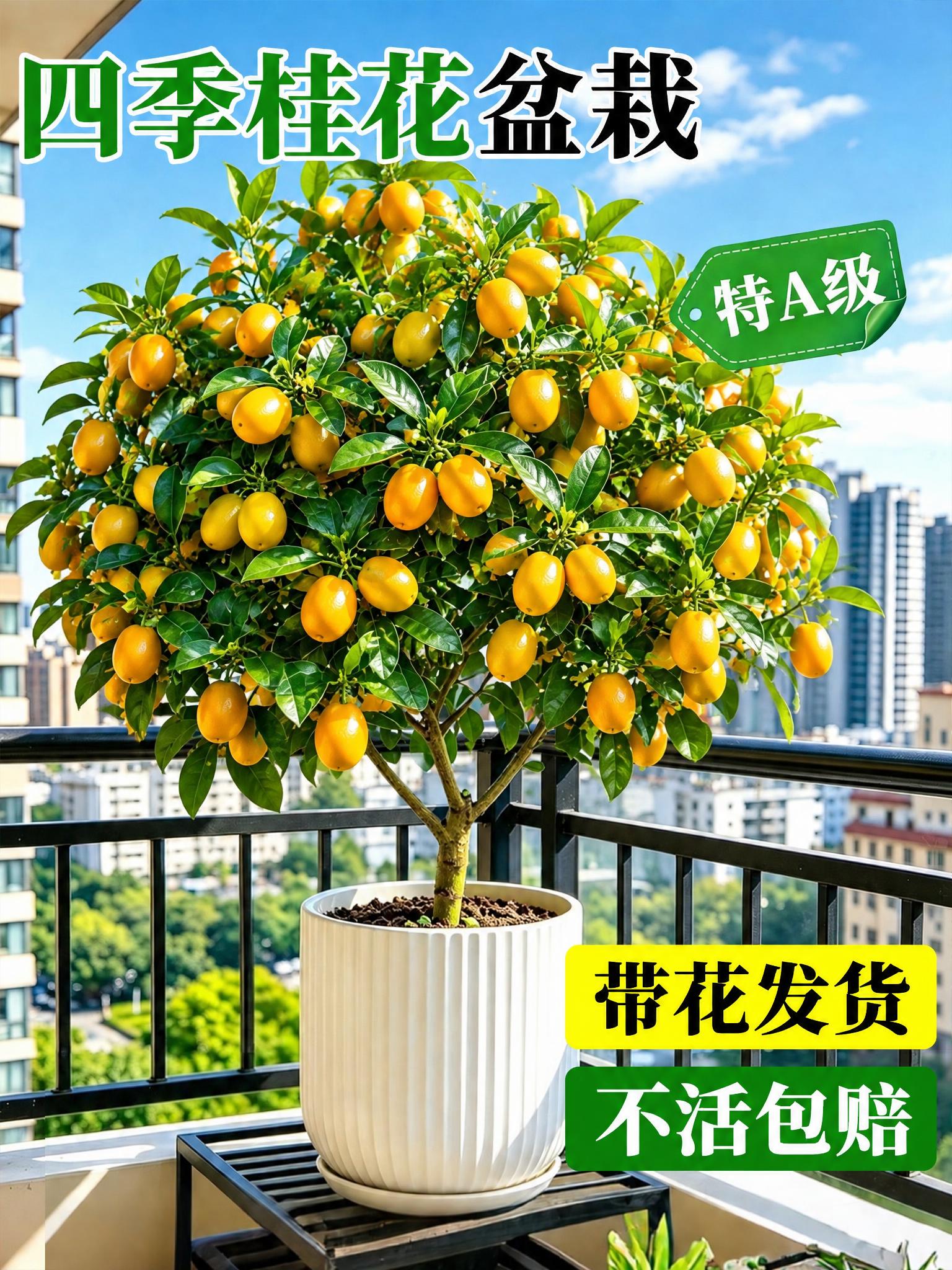 将图中的桂花盆栽替换为挂满金黄色金桔果实的金桔盆栽，保持白色竖… - 图片创意预览