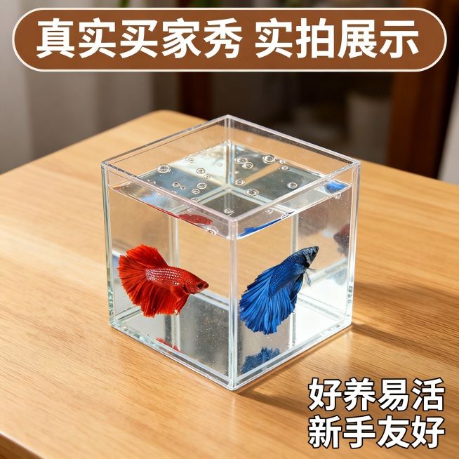 [主图 8]买家秀场景模拟；模拟真实桌面鱼缸饲养场景，将两条斗鱼放入小型桌面鱼缸中，保留鱼原有外观；[氛围/风格]真实生活场景，自然随性；[画面元素]小型方缸放在木质桌面上，两条鱼在缸中，桌面简约整洁预览效果