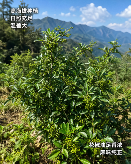 「图片1」高海拔 日照充足 温差大  花椒油足香浓，麻味正预览效果