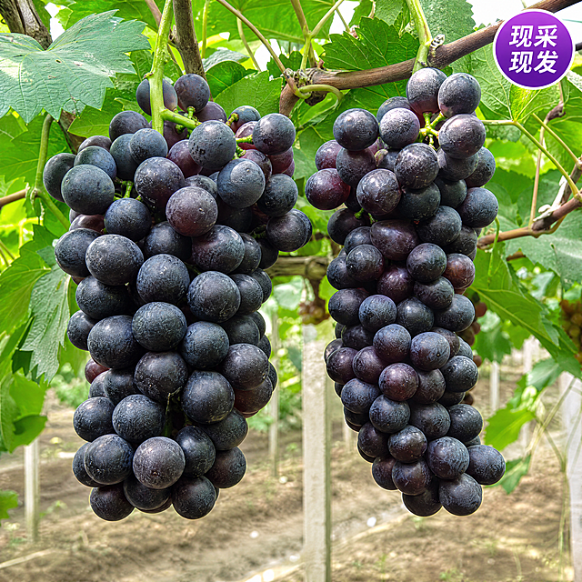 [主图-4] 夏黑葡萄整串饱满展示
[氛围风格] 新鲜自然风格
[画质] 商业摄影质感、光线柔和通透、产品清晰真实、画面干净高级。
[元素] 两大串饱满的夏黑葡萄自然垂挂在葡萄藤上，果粒紧密均匀，深紫黑带果粉，周围保留翠绿叶片，真实果园背景，保留原图葡萄形状颜色和结构完全一致，不改变不扭曲。商品主体占比约70%，满屏无边框
[光影] 自然光从侧方照入，突出葡萄串的立体感和果粉质感，光影层次自然
[配色] 深紫葡萄配鲜绿叶子，自然鲜活
[视角构图] 四分之三侧平视，整串葡萄完整展示，不裁切，主体居中突出
[文字版式] 右上角小圆标签写"现采现发"，白字紫底，小巧不抢镜，不遮挡葡萄主体
[比例分辨率] 1:1 比例，4k 分辨率；文字清晰锐利，画面超高清
[负向提示词] 变形，水印，文字错乱，产品图模糊，背景杂乱