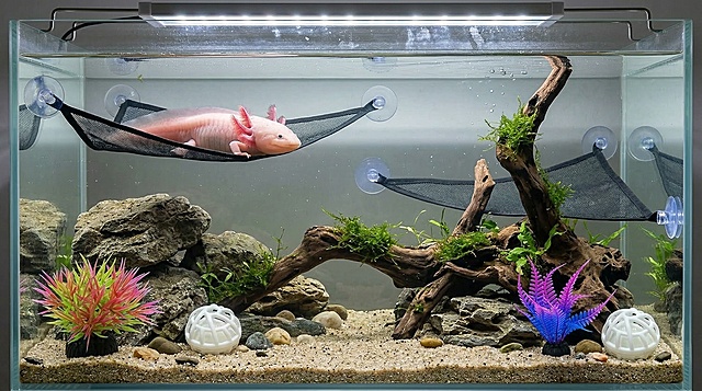 保持所有水族箱配件（2个三角吊床、2株水生植物、2个镂空球）的主体特征不变，布置在自然风水族箱中，墨西哥钝口螈在吊床休息，生态造景，超清画质，真实自然