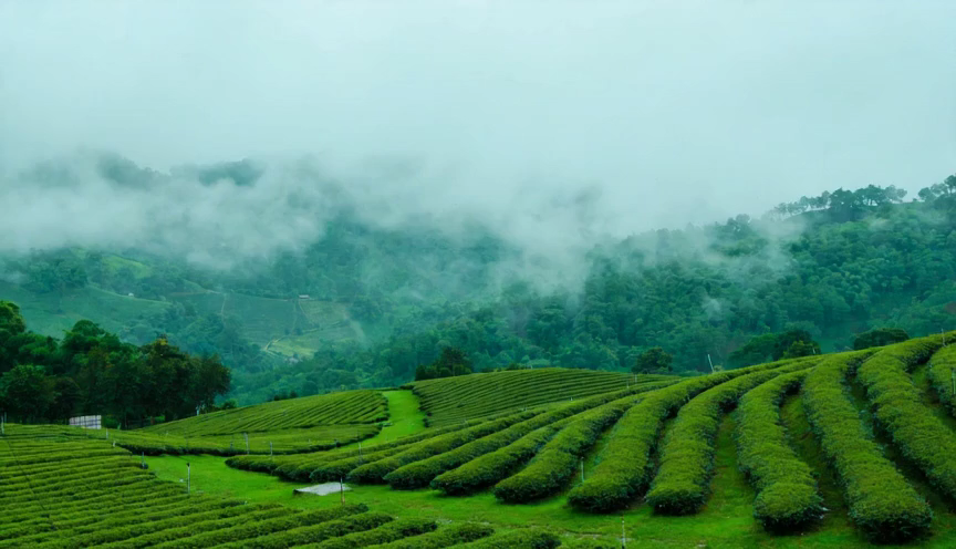 生成云雾茶山视频预览效果