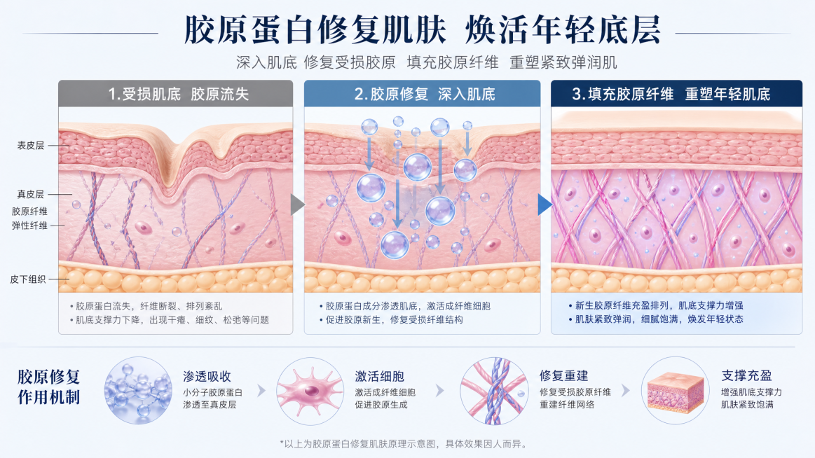 胶原蛋白修复肌肤示意图，展示胶原蛋白修复受损肌底、填充胶原纤维的效果，专业医美科普插图风格预览效果
