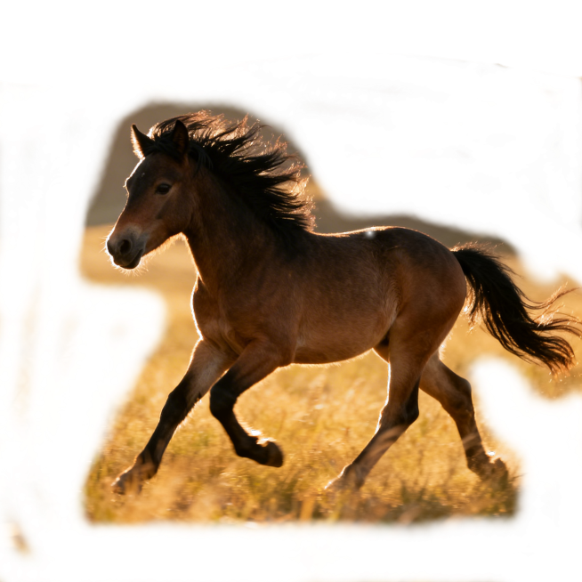 一匹健壮的小马在开阔的草地上奔腾，毛发随风飞扬，充满动感与活力预览效果