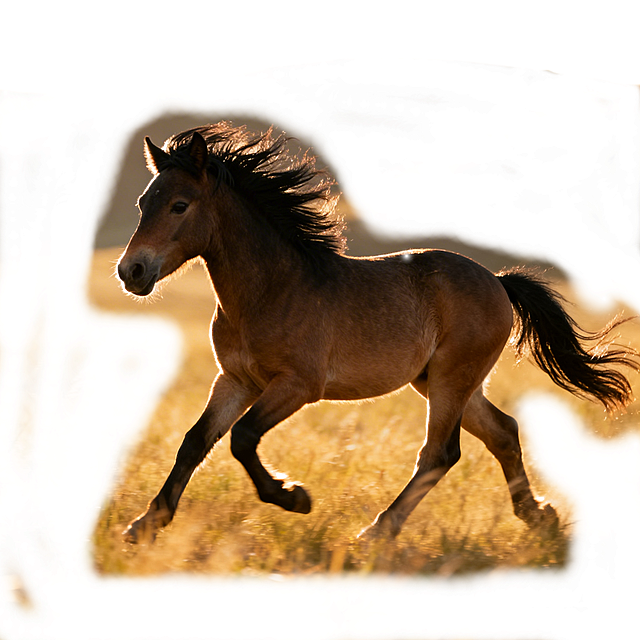 一匹健壮的小马在开阔的草地上奔腾，毛发随风飞扬，充满动感与活力