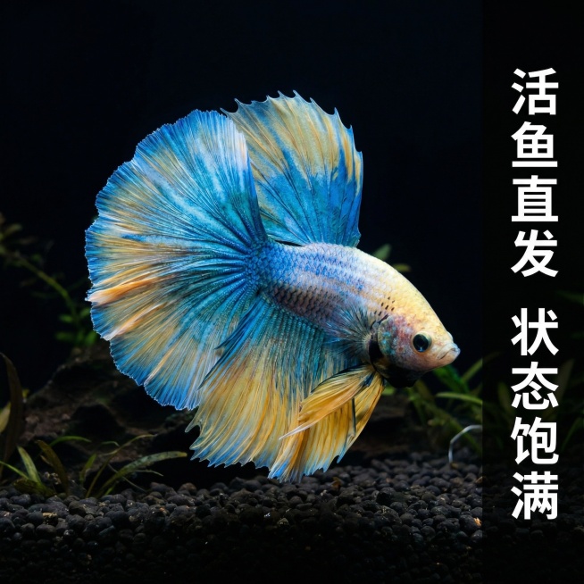 [主图 6] 游动姿态展示 梵高莫奈泰国半月斗鱼
[氛围/风格] 动态自然，真实灵动，水族风格
[画面元素] 捕捉斗鱼游动中的自然姿态，尾鳍随水流舒展，突出飘逸感，深色简洁鱼缸背景，主体居中，无边框满预览效果