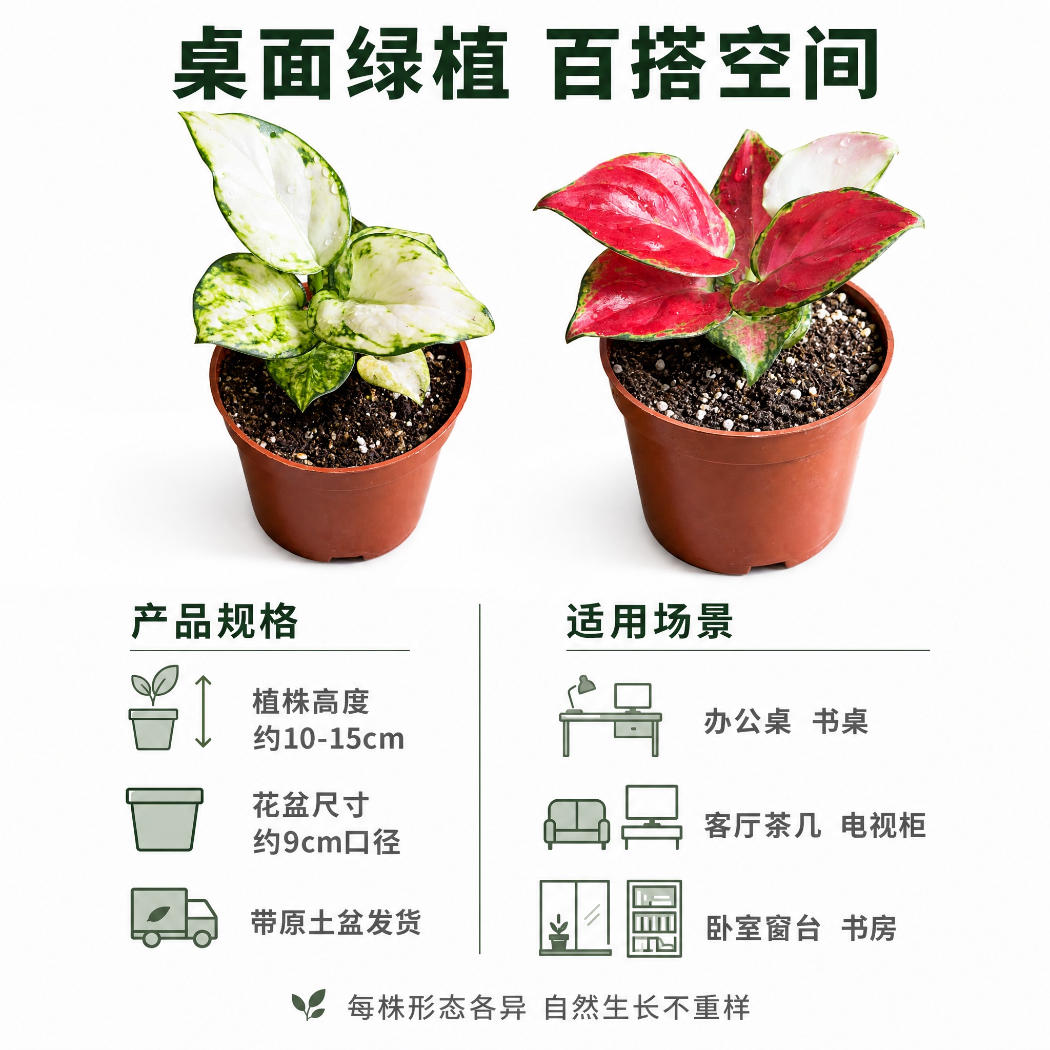 [主图-10] 适用场景与规格信息图 展示产品适合的摆放空间与… - 图片创意预览