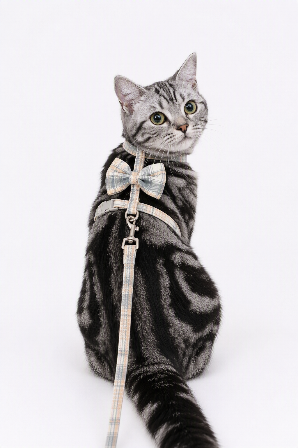 将图中的银渐层猫咪替换为美国短毛猫（美短银虎斑，经典黑灰条纹虎… - 图片创意预览
